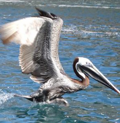 A pelican taking flight from the water